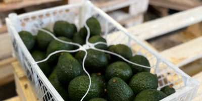 Vând un amestec de avocado Hass din Columbia în