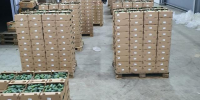 Директни дистрибутер свежег поврћа, краставаца, парадајза, паприка, патлиџана. Велепродајне