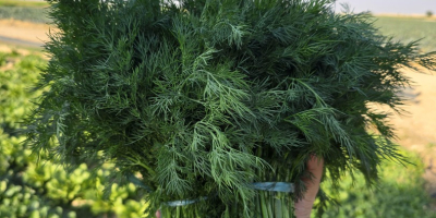 Fresh dill and parsley from Uzbekistan - wholesale quantities!