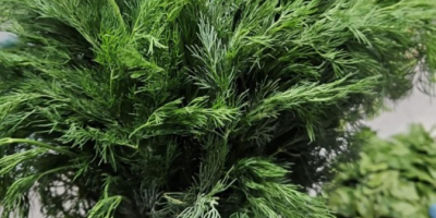 Fresh dill and parsley from Uzbekistan - wholesale quantities!