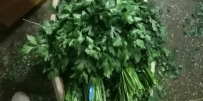 Fresh dill and parsley from Uzbekistan - wholesale quantities!