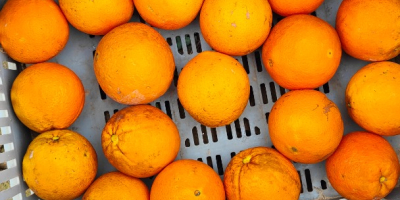 Eladó Navel Povell Oranges Spanyolország. producer vagyok. A gyümölcsösből