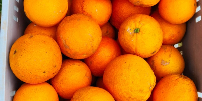 Eladó Navel Povell Oranges Spanyolország. producer vagyok. A gyümölcsösből