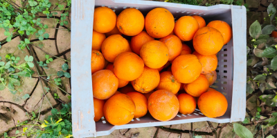 Eladó Navel Povell Oranges Spanyolország. producer vagyok. A gyümölcsösből