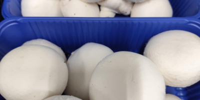 Ich verkaufe weiße und braune Portobello-Pilze, Champignons und Austernpilze.