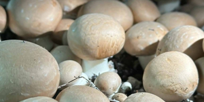 Ich verkaufe weiße und braune Portobello-Pilze, Champignons und Austernpilze.