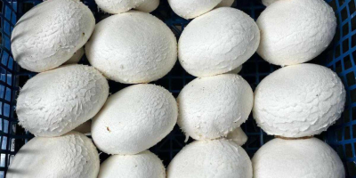 Ich verkaufe weiße und braune Portobello-Pilze, Champignons und Austernpilze.