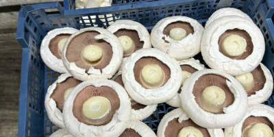 Ich verkaufe weiße und braune Portobello-Pilze, Champignons und Austernpilze.