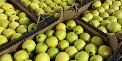 La Golden Delicious è una varietà di mela molto