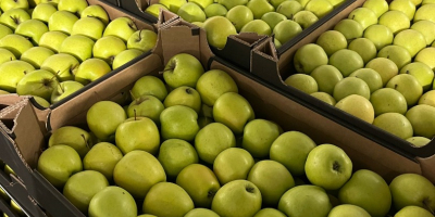 La Golden Delicious è una varietà di mela molto