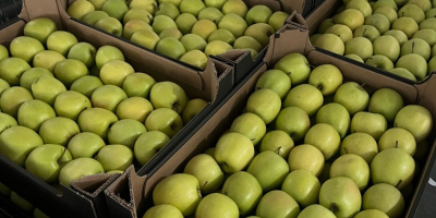 La Golden Delicious è una varietà di mela molto