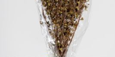 BIO-Oregano in 30g-Bündeln Unser Oregano ist ein gezüchteter Oregano,