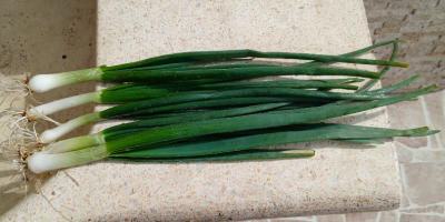 Ceapă verde disponibilă