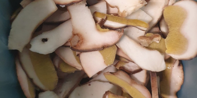 Sliced boletus edulis, top quality