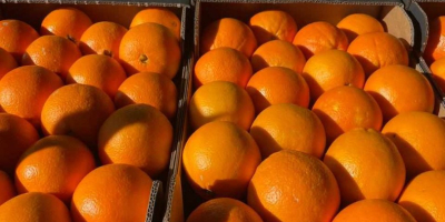 merce fresca raccolta il giorno del carico...arance di qualità