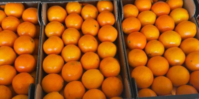merce fresca raccolta il giorno del carico...arance di qualità
