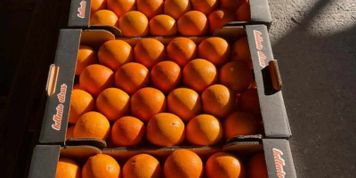 merce fresca raccolta il giorno del carico...arance di qualità