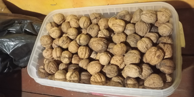 Bio diót héjában árulok, a képen látható mennyiségben, 4