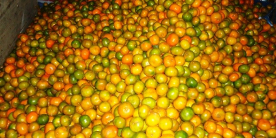 Cítricos Molina ist ein Unternehmen, das sich mit der