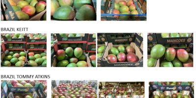 Mango z Wybrzeża Kości Słoniowej, Brazylii i Peru –