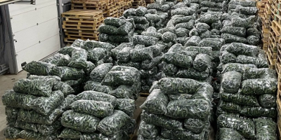 Firma Alrob Distribution 2020 SRL vinde castraveți românești, și