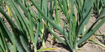 Onion with chives. Prepared in bunches. Can be in