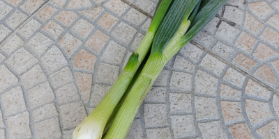 Onion with chives. Prepared in bunches. Can be in