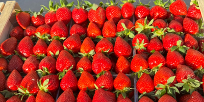 First quality strawberry