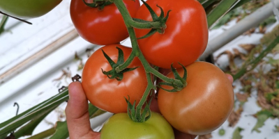 Hello, We provide consistent quality and yield throughout the