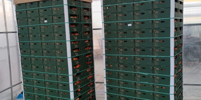 Hello, We provide consistent quality and yield throughout the