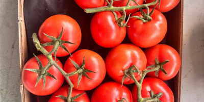 Hello, We provide consistent quality and yield throughout the