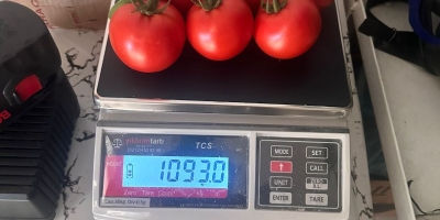 Hello, We provide consistent quality and yield throughout the