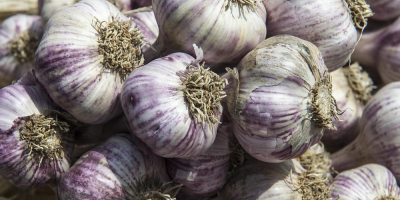 Frischer Knoblauch zu verkaufen – 0,42 € pro Knolle