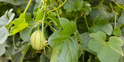 Homegrown Charentais cantaloupe melon, harvested in May and June.