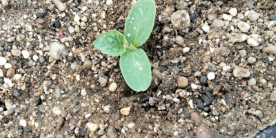 Homegrown Charentais cantaloupe melon, harvested in May and June.