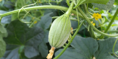 Homegrown Charentais cantaloupe melon, harvested in May and June.