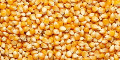 Soft Offer - Yellow Corn # 2 NGMO Animal