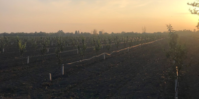 The planraza is under professional supervision of the varieties