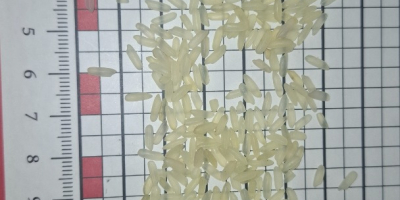 Venderò il riso Parabola. folletto Birmania. Imballaggio B/B 1000