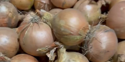 I will sell yellow onions, 15 kg bags, caliber
