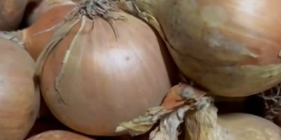 I will sell yellow onions, 15 kg bags, caliber