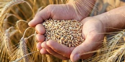 Hello! My Name is Nurmukhammed, we supply different grain