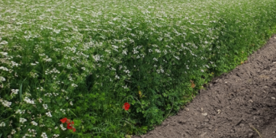 Certified Organic Coriander in Nature