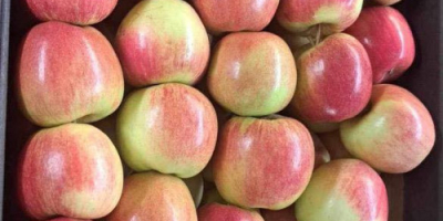 Hallo, wir bieten Äpfel aus Polen verpackt in 13