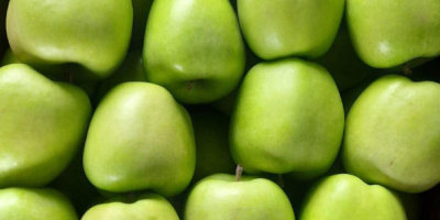 Hallo, wir bieten Äpfel aus Polen verpackt in 13