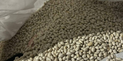 Fasole Albă | Calitate înaltă, Gata de Export Oferim