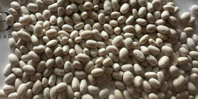 Fasole Albă | Calitate înaltă, Gata de Export Oferim