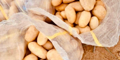 Frische ägyptische Kartoffeln für den Export – Sorte Spunta