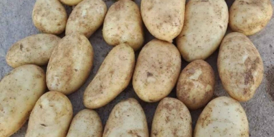 Frische ägyptische Kartoffeln für den Export – Sorte Spunta