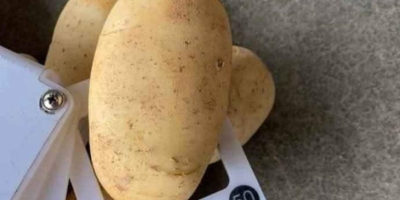 Frische ägyptische Kartoffeln für den Export – Sorte Spunta